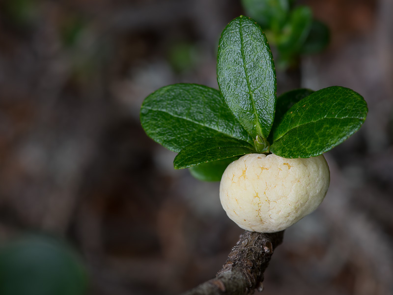 Exobasidium rhododendri